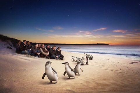 Phillip Island Penguin Parade For 24 Passengers - Accommodation Broome 0