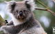 Philip Island Penguin Private Tour Plus, Plus, Plus And Plus! - thumb 0