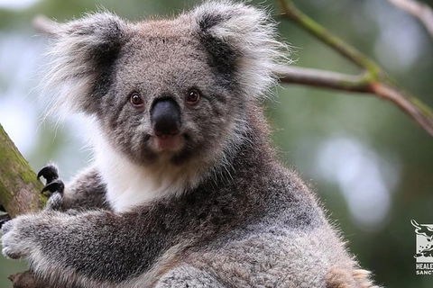 Philip Island Penguin Private Tour Plus, Plus, Plus And Plus! - Accommodation Broome 1