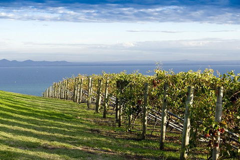 Around The Bay Food And Wine Taste Trail - Accommodation Broome 5