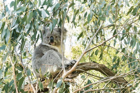 Ultimate Reverse Direction - 12 Apostles, Great Ocean Road - Small Group Tour - Accommodation Broome 7