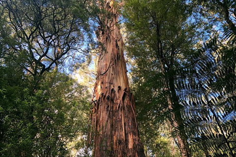 Ultimate Reverse Direction - 12 Apostles, Great Ocean Road - Small Group Tour - Accommodation Broome 3