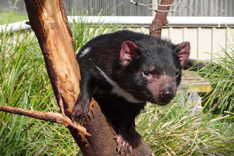 Tasmania 6 Day \'Tour In Circle\' - Accommodation Broome 10