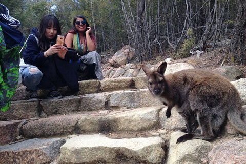 Wineglass Bay And Freycinet National Park Active Day Trip From Hobart - Accommodation Broome 12