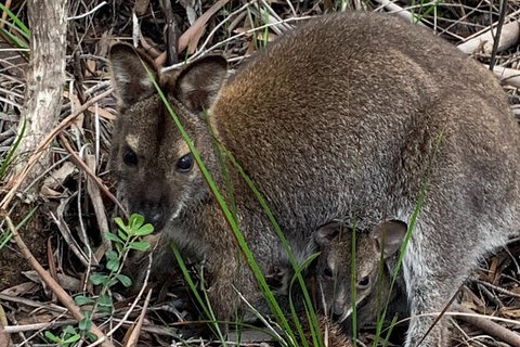 Wineglass Bay And Freycinet National Park Active Day Trip From Hobart - Accommodation Broome 32