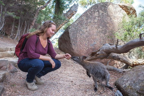 Wineglass Bay And Freycinet National Park Active Day Trip From Hobart - Accommodation Broome 31