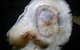 Small-group DayTour From Hobart: Hastings Caves, Huon Valley And Tahune AirWalk - thumb 6