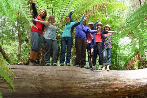 Mt Field National Park Active Day-Trip Including Bonorong And Mt Wellington - Accommodation Broome 4