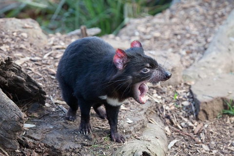 Mt Field National Park Active Day-Trip Including Bonorong And Mt Wellington - Accommodation Broome 6