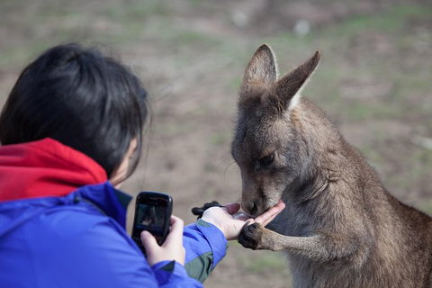Mt Field National Park Active Day-Trip Including Bonorong And Mt Wellington - Accommodation Broome 14
