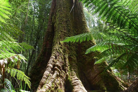 Mt Field National Park Active Day-Trip Including Bonorong And Mt Wellington - Accommodation Broome 11