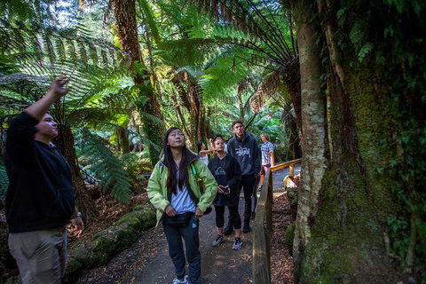 Mt Field National Park Active Day-Trip Including Bonorong And Mt Wellington - Accommodation Broome 5