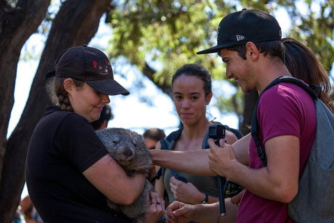Mt Field National Park Active Day-Trip Including Bonorong And Mt Wellington - Accommodation Broome 13