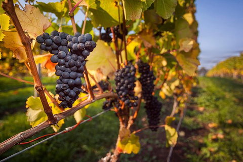 Half Day Tamar Valley Wine Tour - Accommodation Broome 0