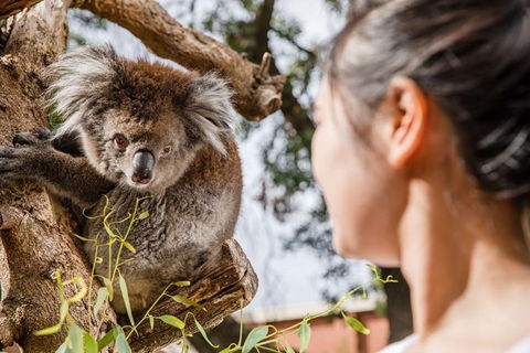Adelaide Zoo Behind The Scenes Experience: Koala Encounter - Accommodation Broome 0