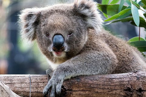 Adelaide Zoo Behind The Scenes Experience: Koala Encounter - Accommodation Broome 1