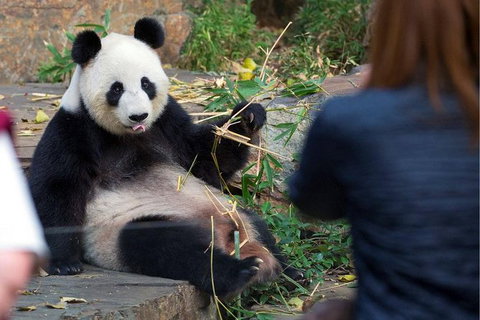 Adelaide Zoo Behind The Scenes Experience: Panda And Friends Tour - Accommodation Broome 1