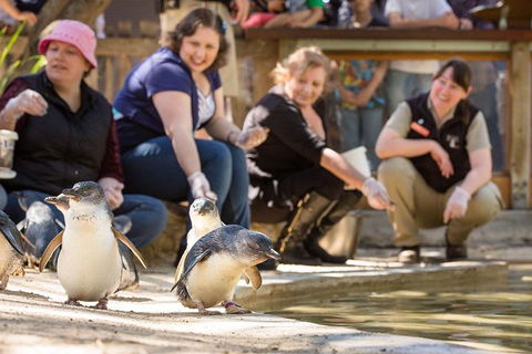 Adelaide Zoo Behind The Scenes Experience: Penguins In Person - Accommodation Broome 0