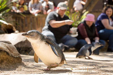 Adelaide Zoo Behind The Scenes Experience: Penguins In Person - Accommodation Broome 1