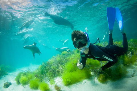 Half-Day Sea Lion Snorkeling Tour From Port Lincoln - Accommodation Broome 0