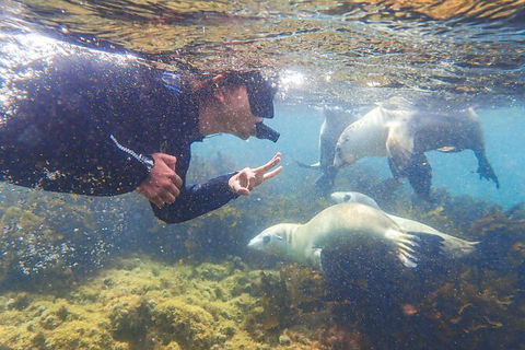 Half-Day Sea Lion Snorkeling Tour From Port Lincoln - Accommodation Broome 8