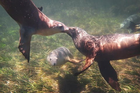 Half-Day Sea Lion Snorkeling Tour From Port Lincoln - Accommodation Broome 6