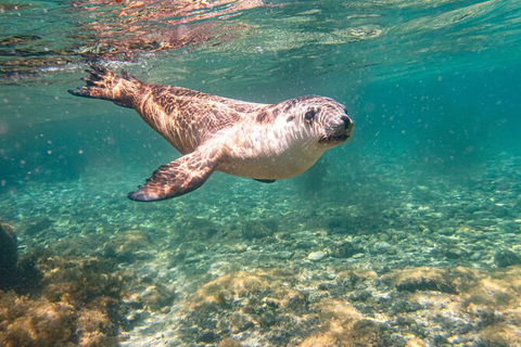Half-Day Sea Lion Snorkeling Tour From Port Lincoln - Accommodation Broome 4