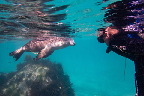 Half-Day Sea Lion Snorkeling Tour From Port Lincoln - Accommodation Broome 5