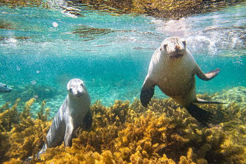 Half-Day Sea Lion Snorkeling Tour From Port Lincoln - Accommodation Broome 7
