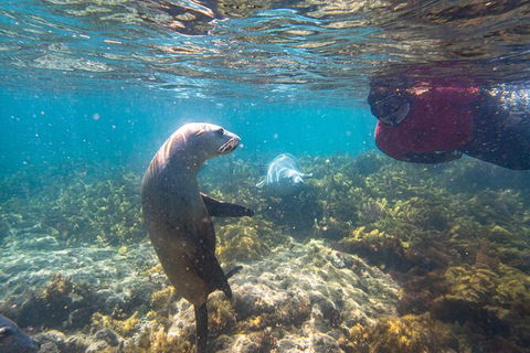 Half-Day Sea Lion Snorkeling Tour From Port Lincoln - Accommodation Broome 3