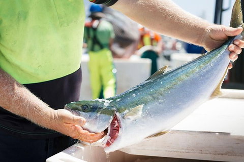 Exceptional Port Lincoln, Seafood And Wildlife Tour - Accommodation Broome 9