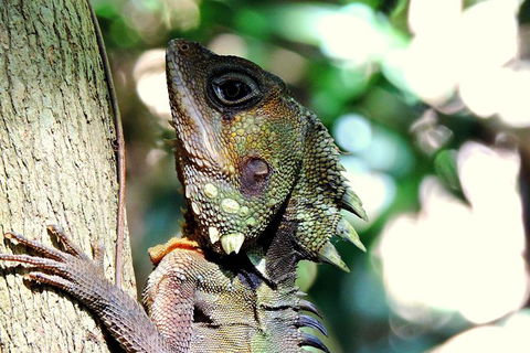 Daintree Rainforest, Cape Tribulation, Mossman Gorge In A Day - Accommodation Broome 8
