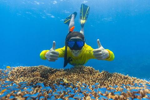 Ocean Safari Great Barrier Reef Experience In Cape Tribulation - Accommodation Broome 5