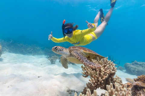 Ocean Safari Great Barrier Reef Experience In Cape Tribulation - Accommodation Broome 13