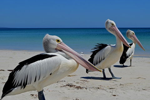 Great Sandy Marine Park Turtle Discovery And Cultural Eco Tour - Accommodation Broome 4