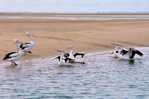 Town Of 1770 Afternoon Cruise - Accommodation Broome 3