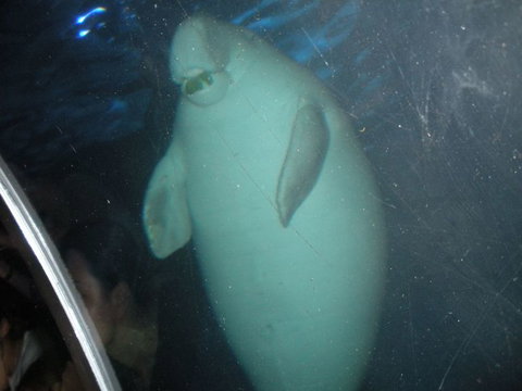 Quicksilver Outer Great Barrier Reef Snorkel Cruise From Palm Cove - Accommodation Broome 4
