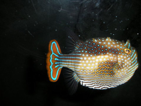 Quicksilver Outer Great Barrier Reef Snorkel Cruise From Palm Cove - Accommodation Broome 6