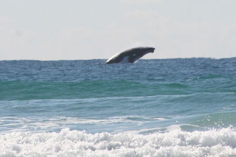 10-Day Surf Adventure From Brisbane To Sydney Including Coffs Harbour, Byron Bay And Gold Coast - Accommodation Broome 6