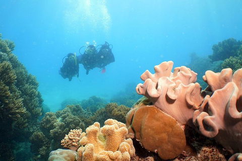 Ocean Spirit Michaelmas Cay Dive And Snorkel Cruise From Palm Cove - Accommodation Broome 9