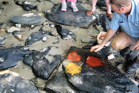 Private Daintree Wanderer Tour - Accommodation Broome 6