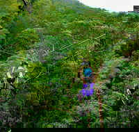 Tamborine Mountain Daily Service Treetop Challenge and Thunderbird Park - Accommodation Broome