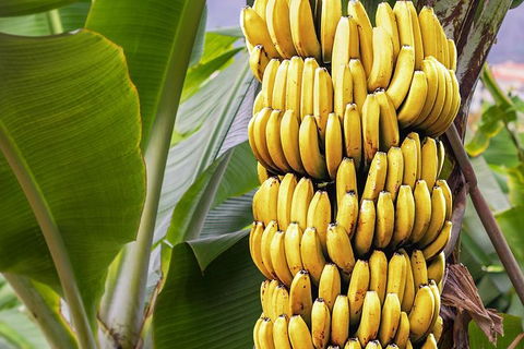 Atherton Tablelands Small-Group Food & Wine Tasting Tour From Port Douglas - Accommodation Broome 28