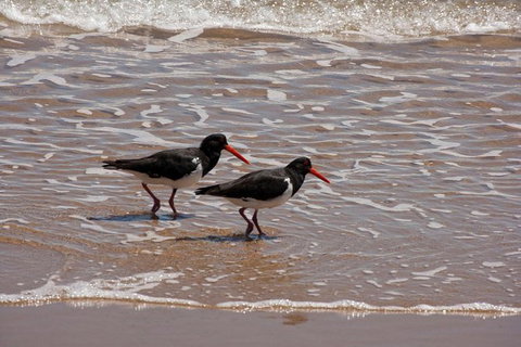 1770 Coastline Tour By LARC Amphibious Vehicle Including Picnic Lunch - Accommodation Broome 1