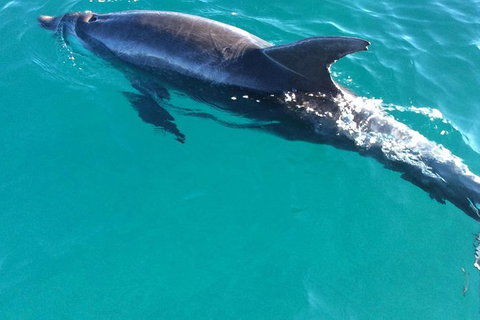 1770 Coastline Tour By LARC Amphibious Vehicle Including Picnic Lunch - Accommodation Broome 4