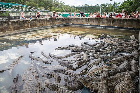Hartley\'s Crocodile Adventures Day Trip From Palm Cove - Accommodation Broome 7
