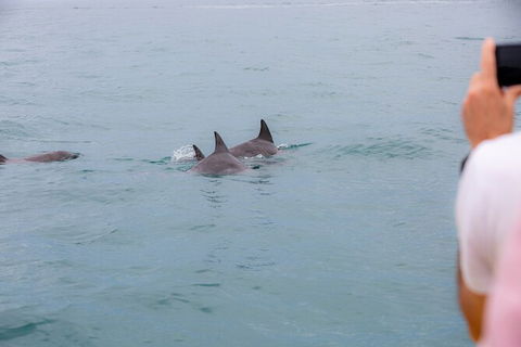 Noosa Oceanrider Scenic Dolphin Safari - Accommodation Broome 6