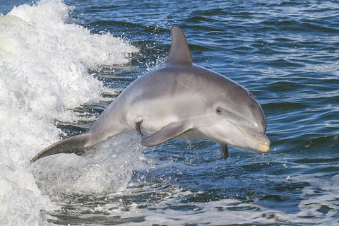 Noosa Oceanrider Scenic Dolphin Safari - Accommodation Broome 1