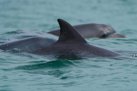 Noosa Oceanrider Scenic Dolphin Safari - Accommodation Broome 2