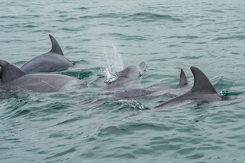 Noosa Oceanrider Scenic Dolphin Safari - Accommodation Broome 3
